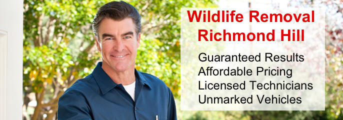 Wildlife Removal Richmond Hill - Animal Control Services