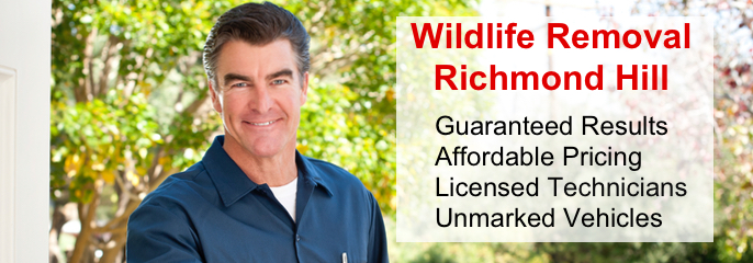 Wildlife Removal Richmond Hill - Animal Control Services Wildlife Removal Richmond Hill - Animal Control Services